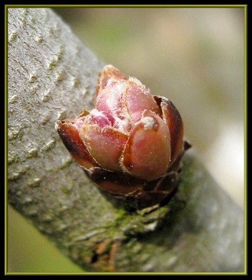 Judasbaum - Blütenknospe.JPG