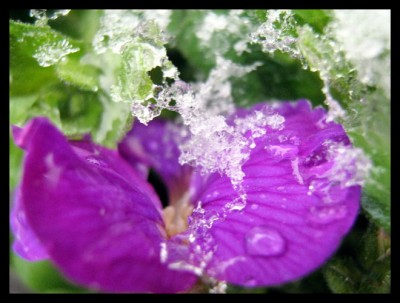 Blaukissenblüte.JPG