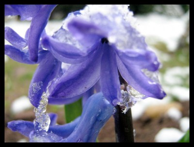 Hyazinthenblüte.JPG