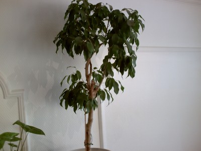 PICT0004.JPG
