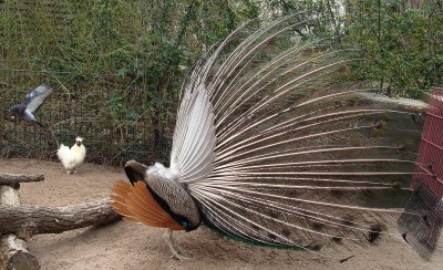 26.03.2008 objekt der begierde6.jpg