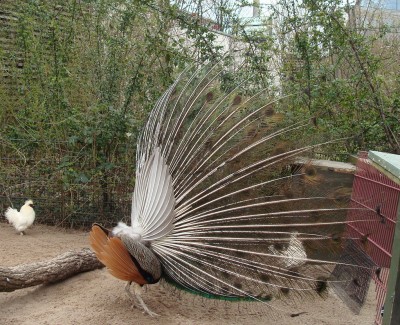 26.03.2008 objekt der begierde5-1.jpg