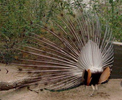 26.03.2008 objekt der begierde5.jpg