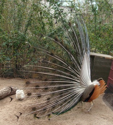 26.03.2008 objekt der begierde4.jpg