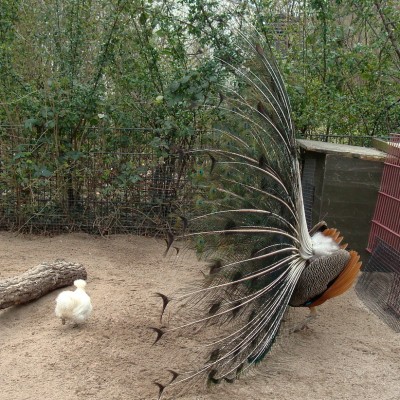 26.03.2008 objekt der begierde3.jpg