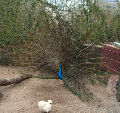 26.03.2008 objekt der begierde0.jpg