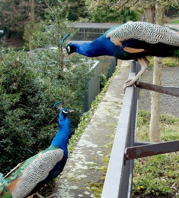 23.03.2008 smalltalk.jpg