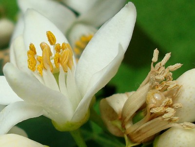 26.03.2008 citrusfrucht.jpg