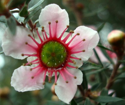 26.03.2008 leptospermum scoparium.jpg