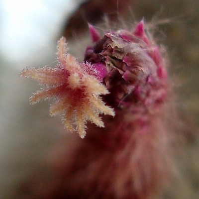 26.03.2008 kaktusblüte.jpg