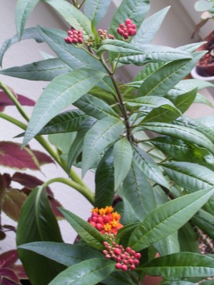 RIMG0137.JPG