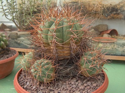 gymno-cardenasianum.jpg