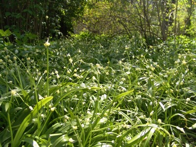Allium paradoxum 2.JPG