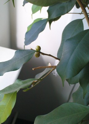 ficus benjamin büro blüte 2008-03-17.JPG