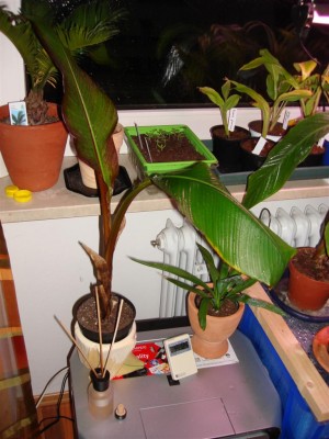 bananen_im_zimmer_4.JPG