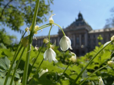 Allium paradoxum.JPG