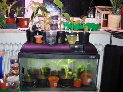 bananen_im_zimmer_2.JPG