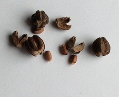 ombak springsamen 4 samen.jpg