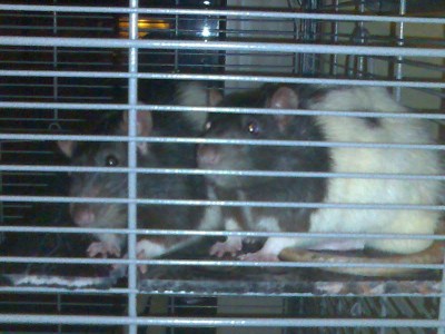 ratzis.jpg