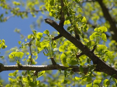 Ginkgo biloba.JPG