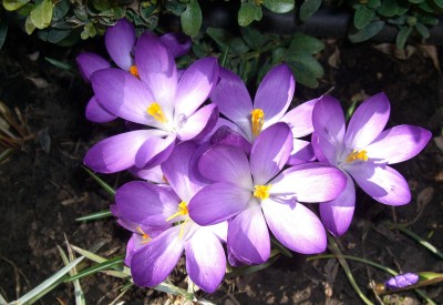 CIMG2615 - Kopie.JPG