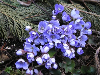 hepatica.JPG