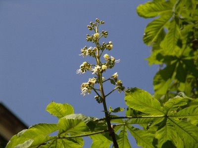 Aesculus hippocastanum.JPG