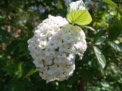 Viburnum x burkwoodii.JPG