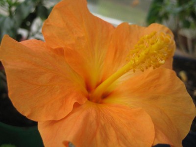 Hibi orangeblüte.jpg