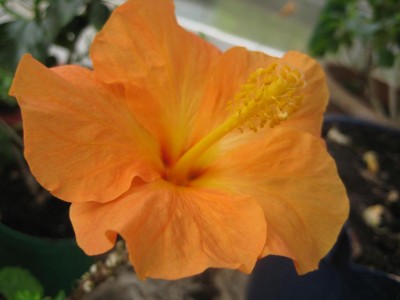 Blüte Hibi orange.jpg
