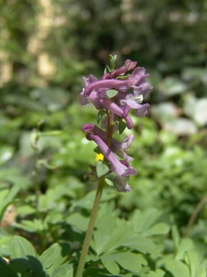 Corydalis cava.JPG