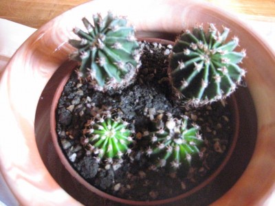 Echinopsis.jpg