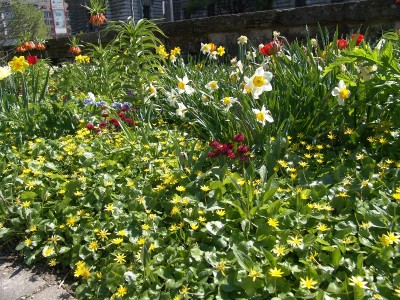 Ranunculus ficaria.JPG