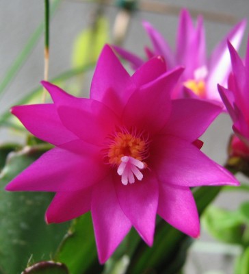 29.03.2008 Rhipsalidopsisblüte.jpg