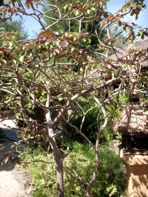 ombak springsamen 1.jpg