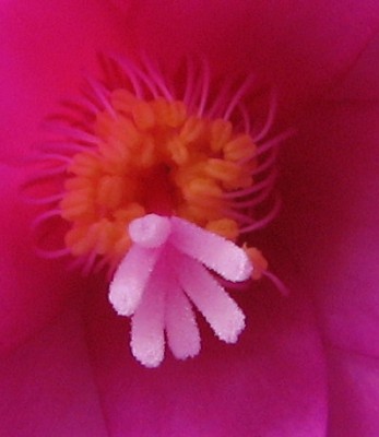 29.03.2008 Rhipsalidopsis innenleben.jpg