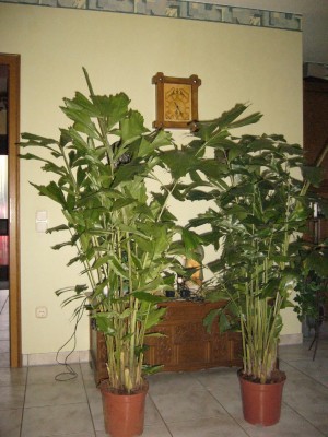 Fischschwanzpalme.jpg
