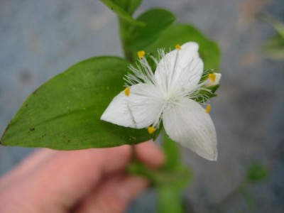 Blüte Tradeskantie.jpg