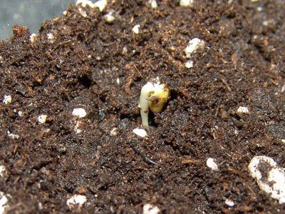mimosa nuttallii.jpg
