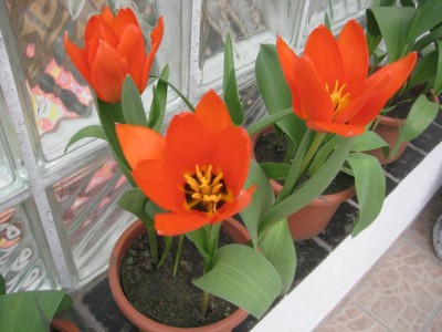 Tulpen orangerot.jpg