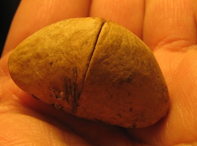 Samen karibischer Oleander.jpg