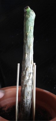 Frangi Bali-Stiel1.jpg