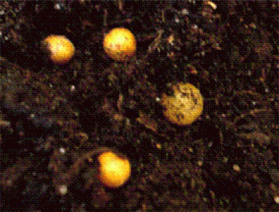 Schädling.GIF