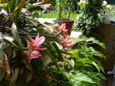 PICT0047.JPG