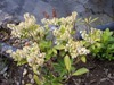 01-0330 Mini Rododendron.JPG