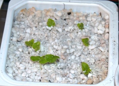 2008_03_30 schwarze Stockrose.jpg