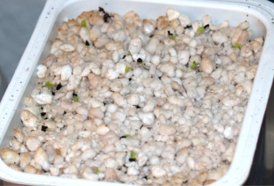 2008_03_30 Sand-Nelke.jpg