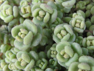 IMG_4784 Sedum dasyphyllum Dickblättriger Mauerpfeffer.JPG