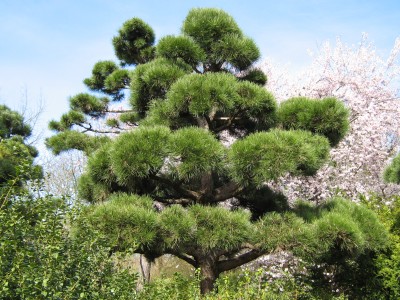 IMG_4762 Japangarten.JPG