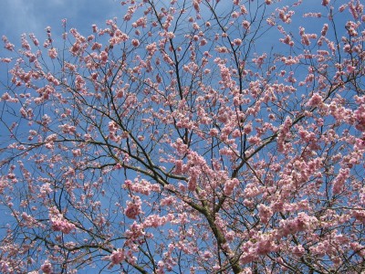 IMG_4757 Japanische Kirsche.jpg